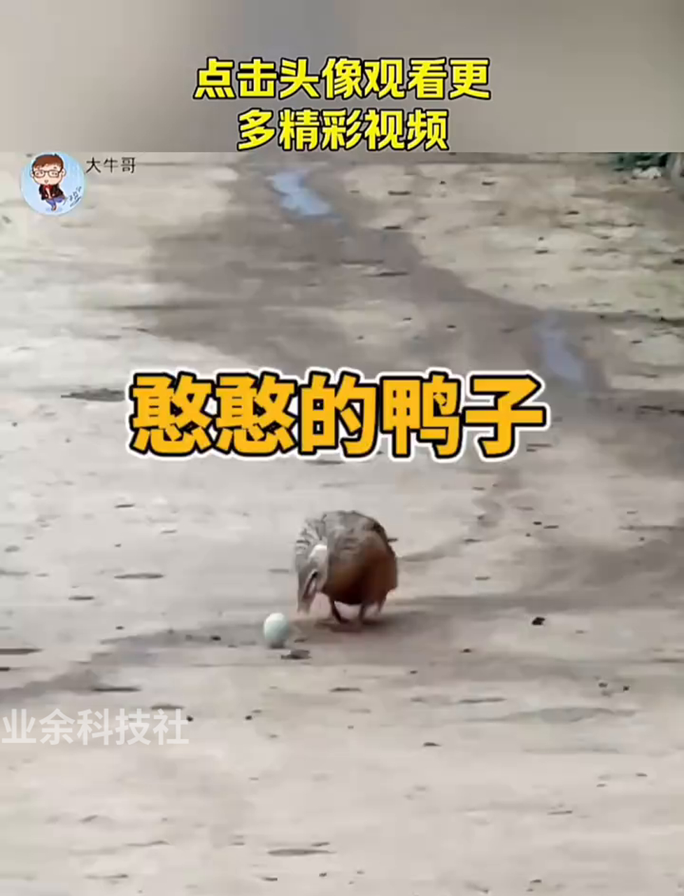 呆头呆脑的小鸭子
