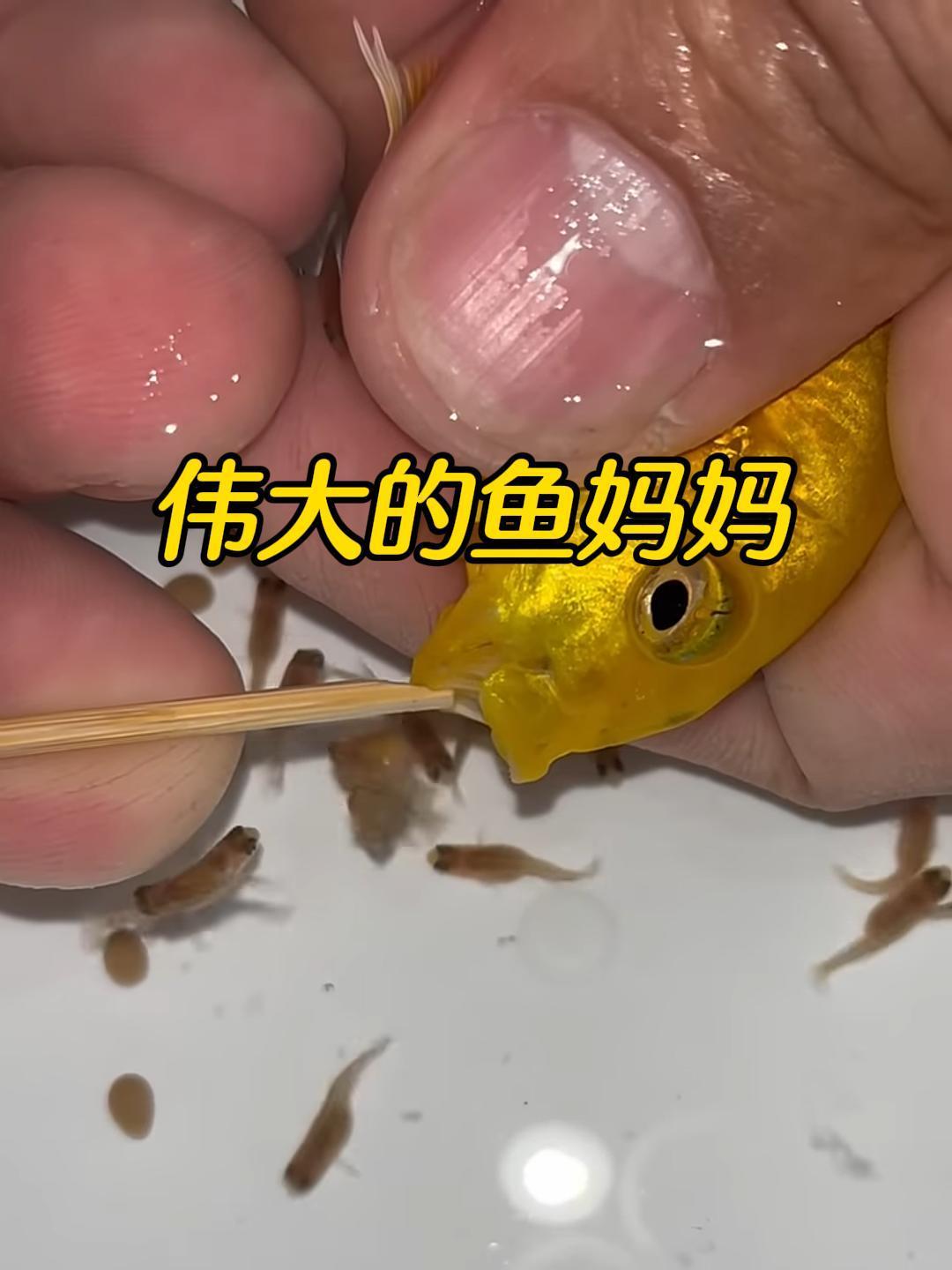 鱼妈妈把宝宝含在嘴里,半个月不吃不喝,真是太伟大了
