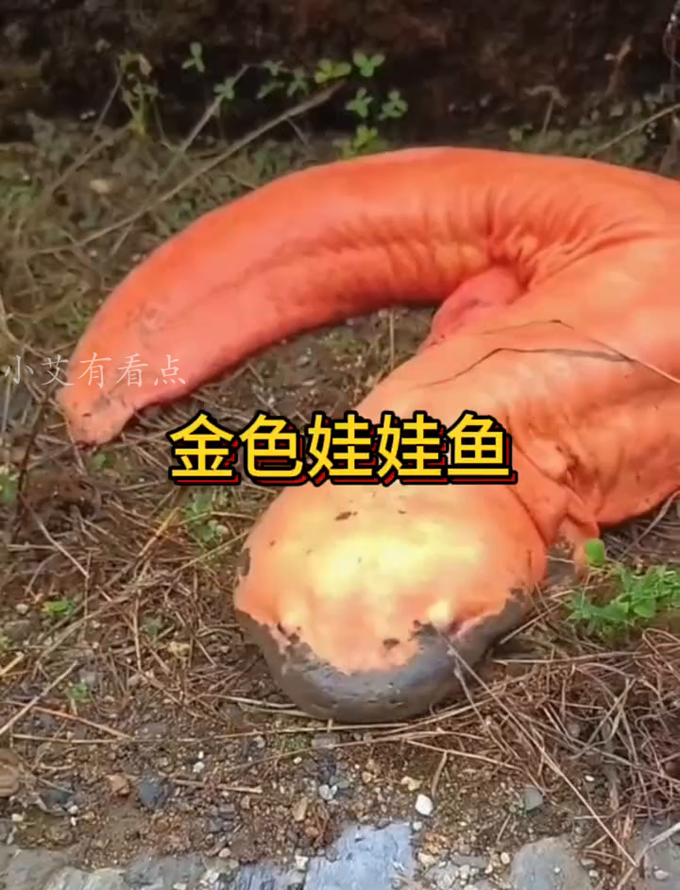 黄灿灿的娃娃鱼,你见过吗?