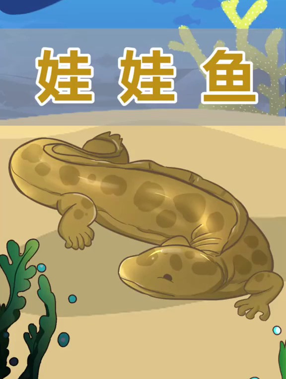 娃娃鱼真的会哭吗!ta到底经历了什么