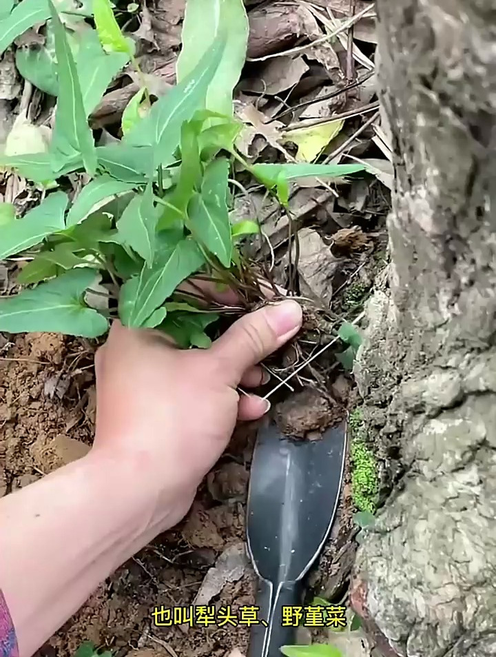 紫花地丁别名野堇菜