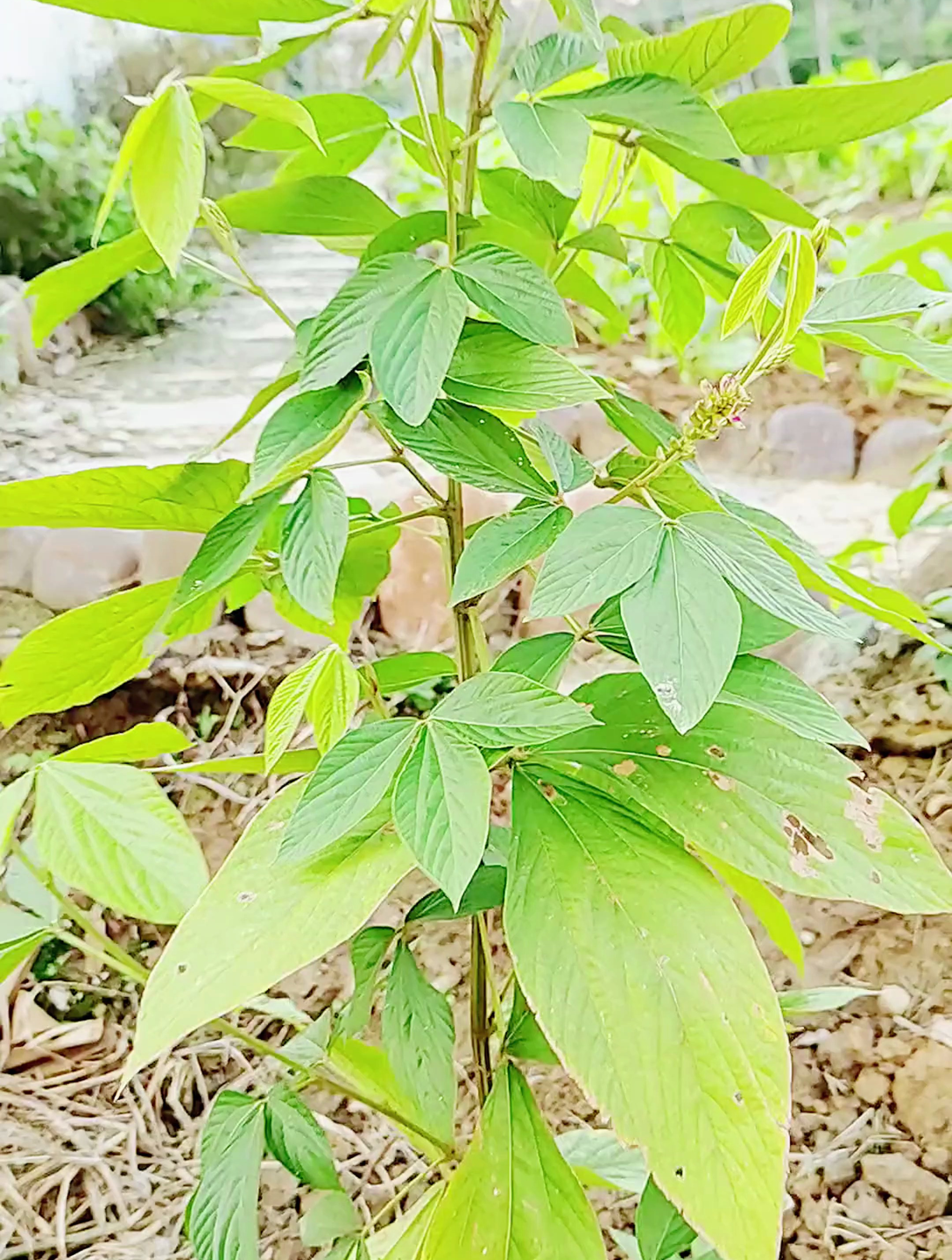 千金拔又名金鸡独立