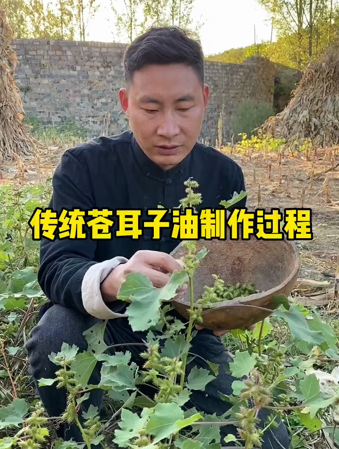 今天给大家分享传统苍耳子的炒制方法,你知道它的作用和效果吗