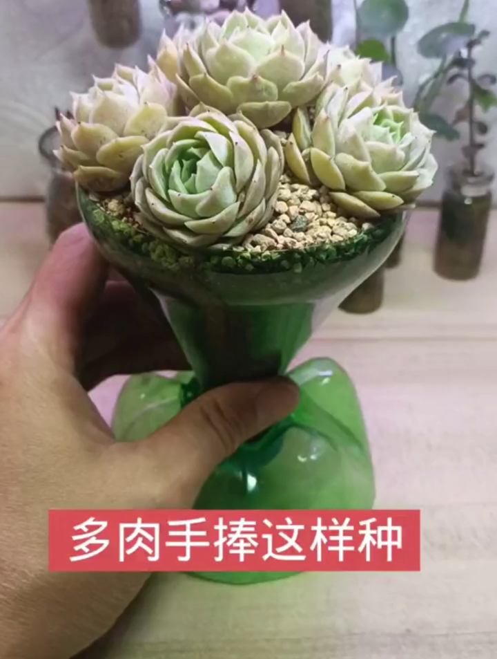 手捧花多肉盆怎样制作?今天分享一个自制手捧花盆种多肉,好看!