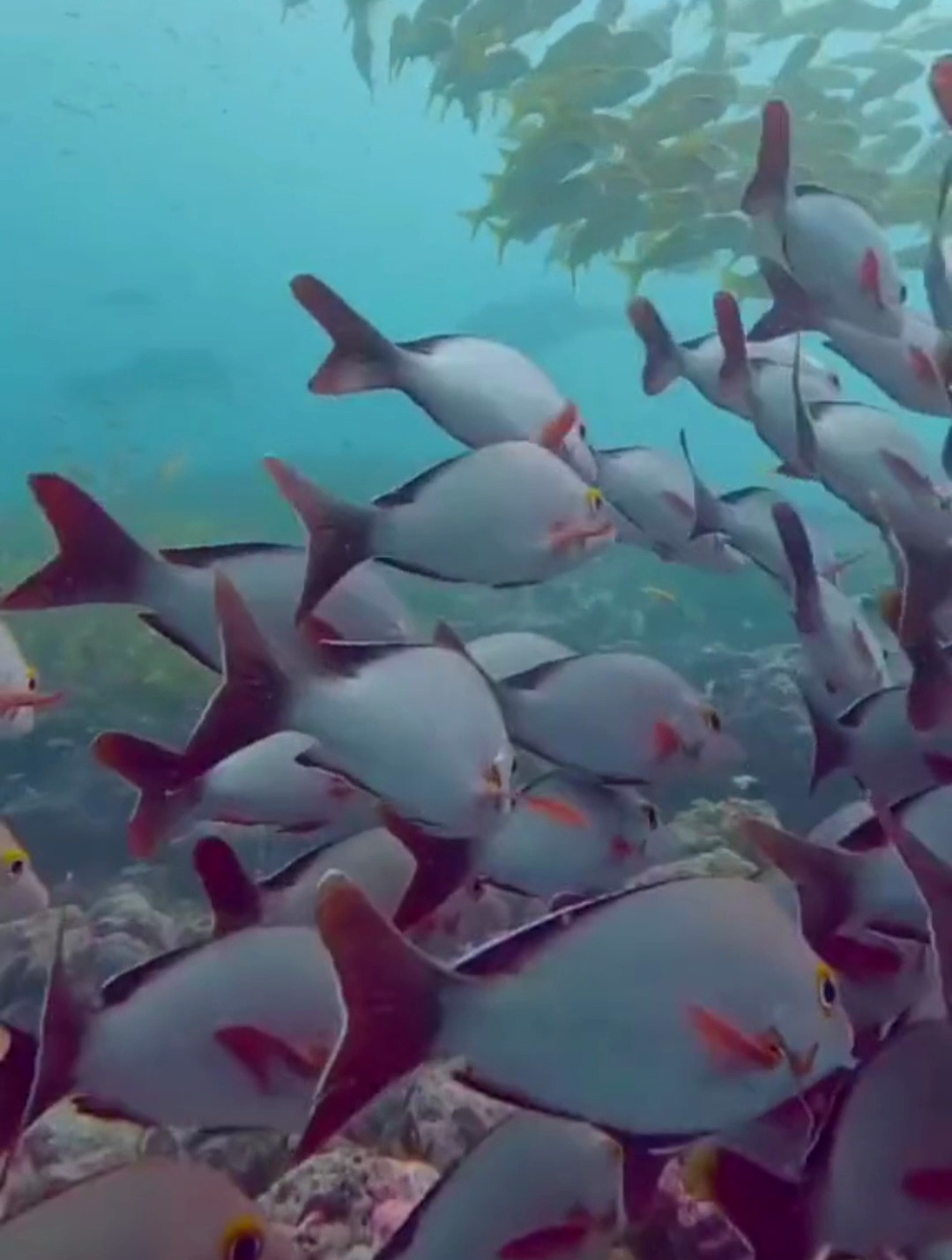 海底世界:遇到漂亮的鱼群