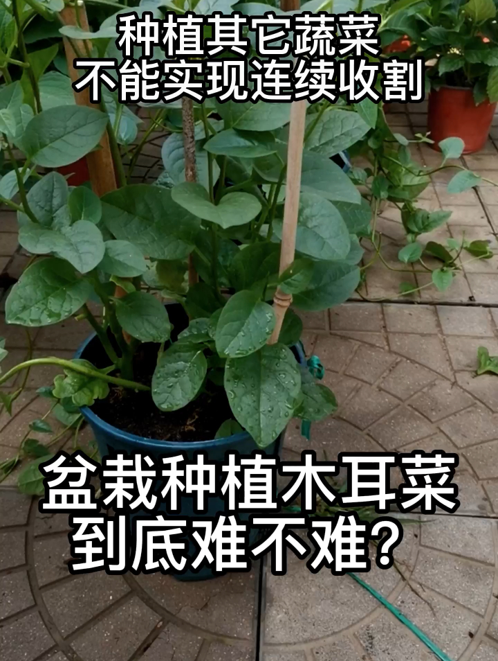 盆栽种植木耳菜到底难不难?