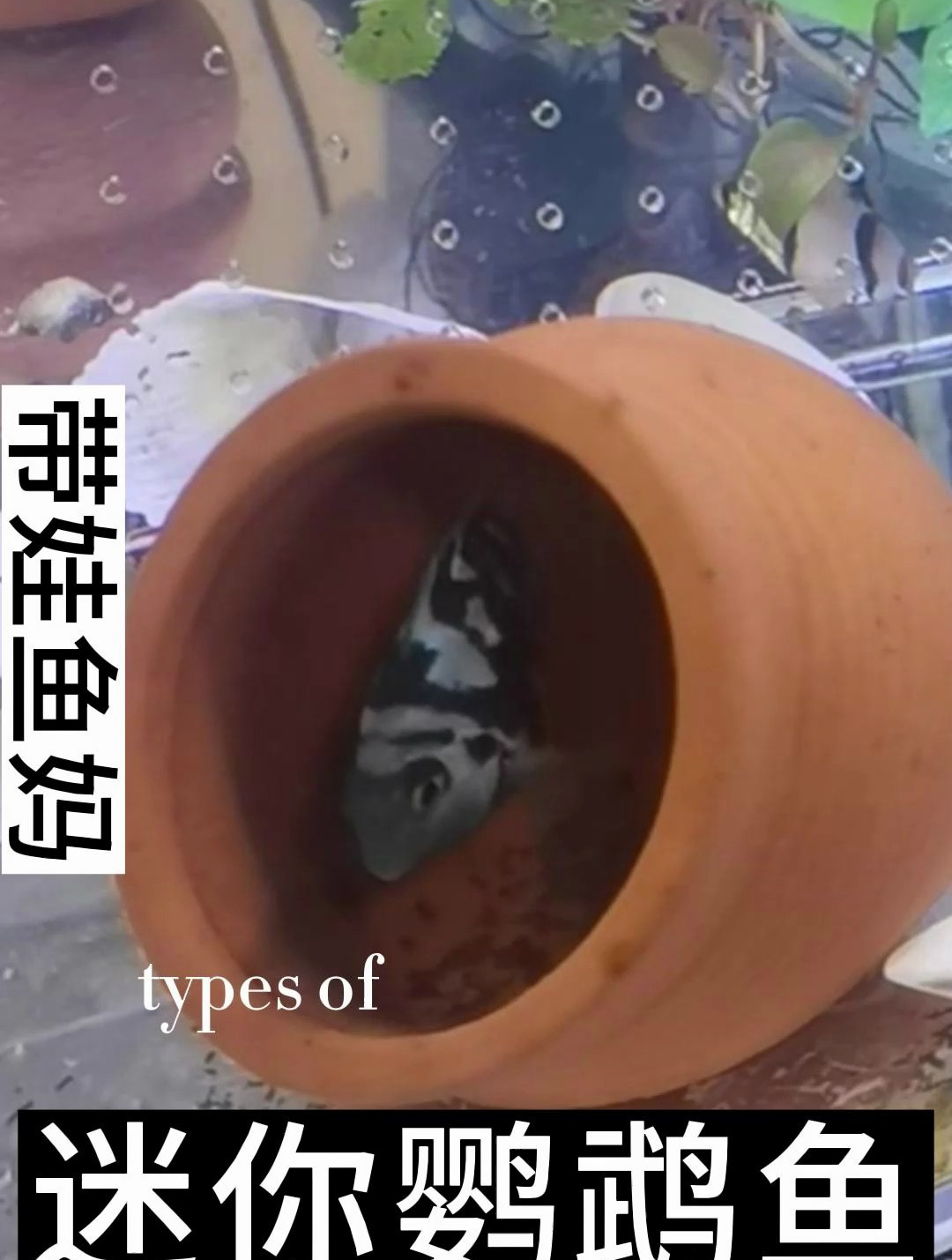 迷你鹦鹉一共有两种颜色,一个是白金色,在一个就是宝蓝色