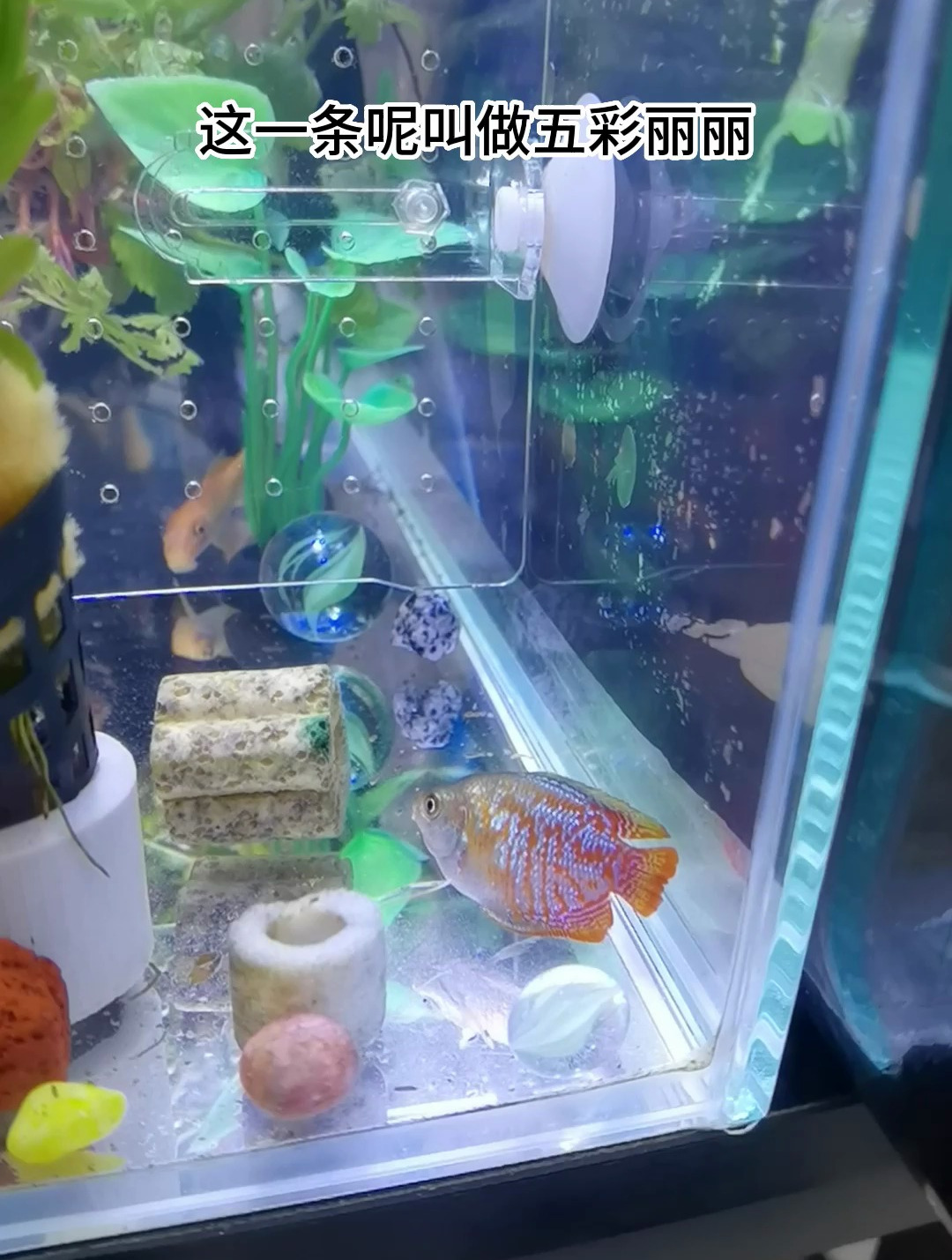 丽丽鱼能生长到大约5cm左右,整体为一个鱼吻部位略尖的椭圆形