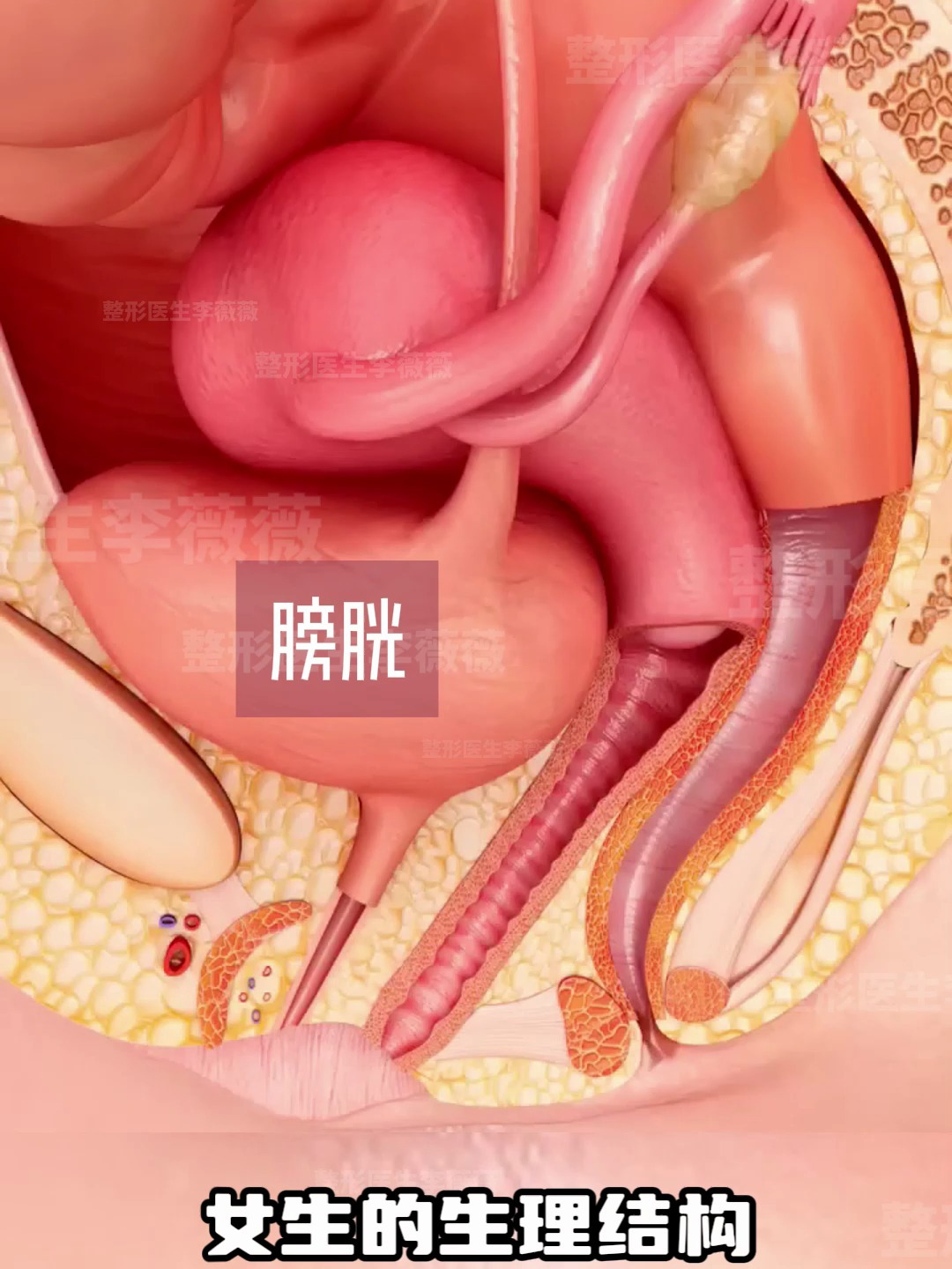 女生生理结构科普