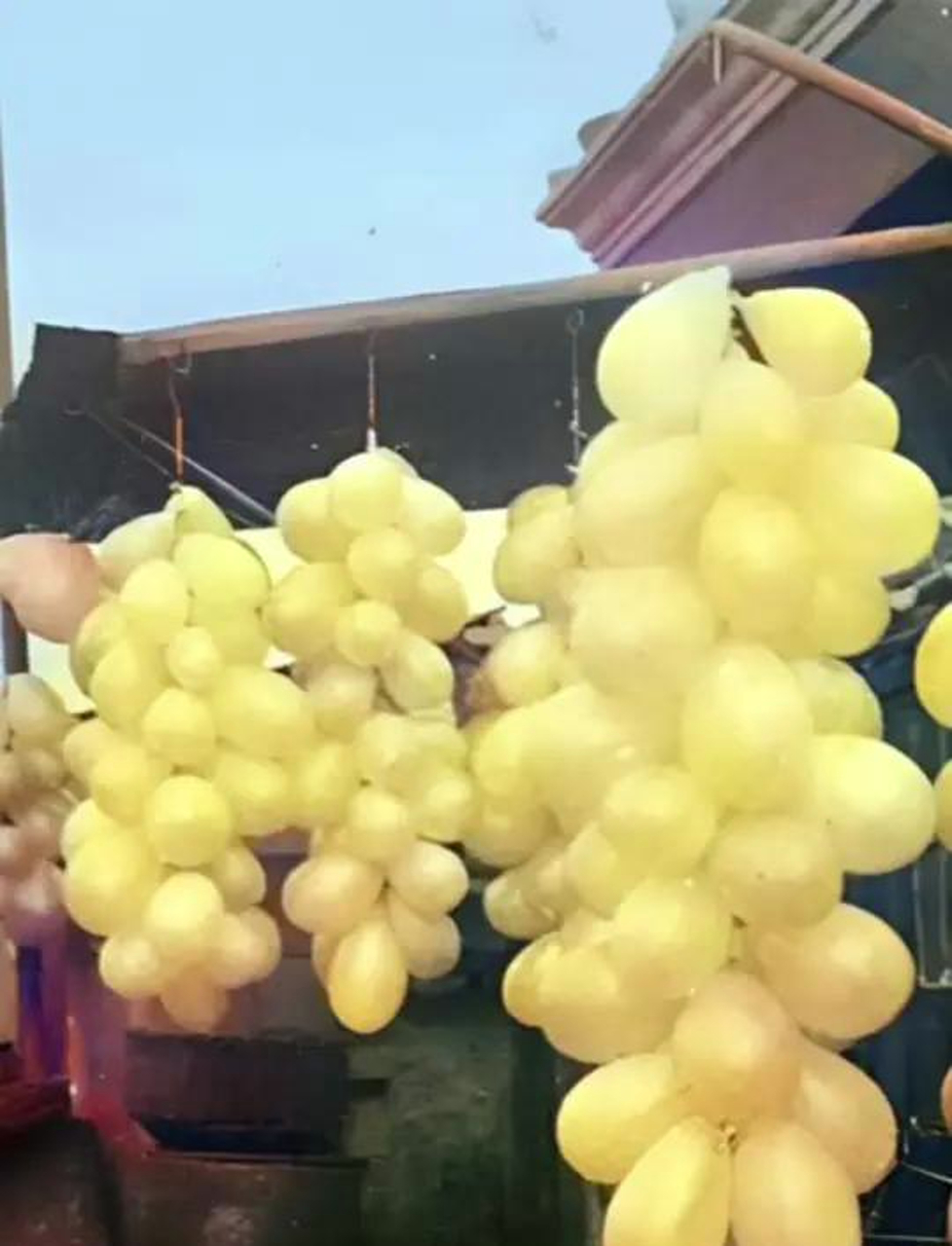 1927年,一户人家院落飘满气球,原来是牛羊尿泡的奇妙变身