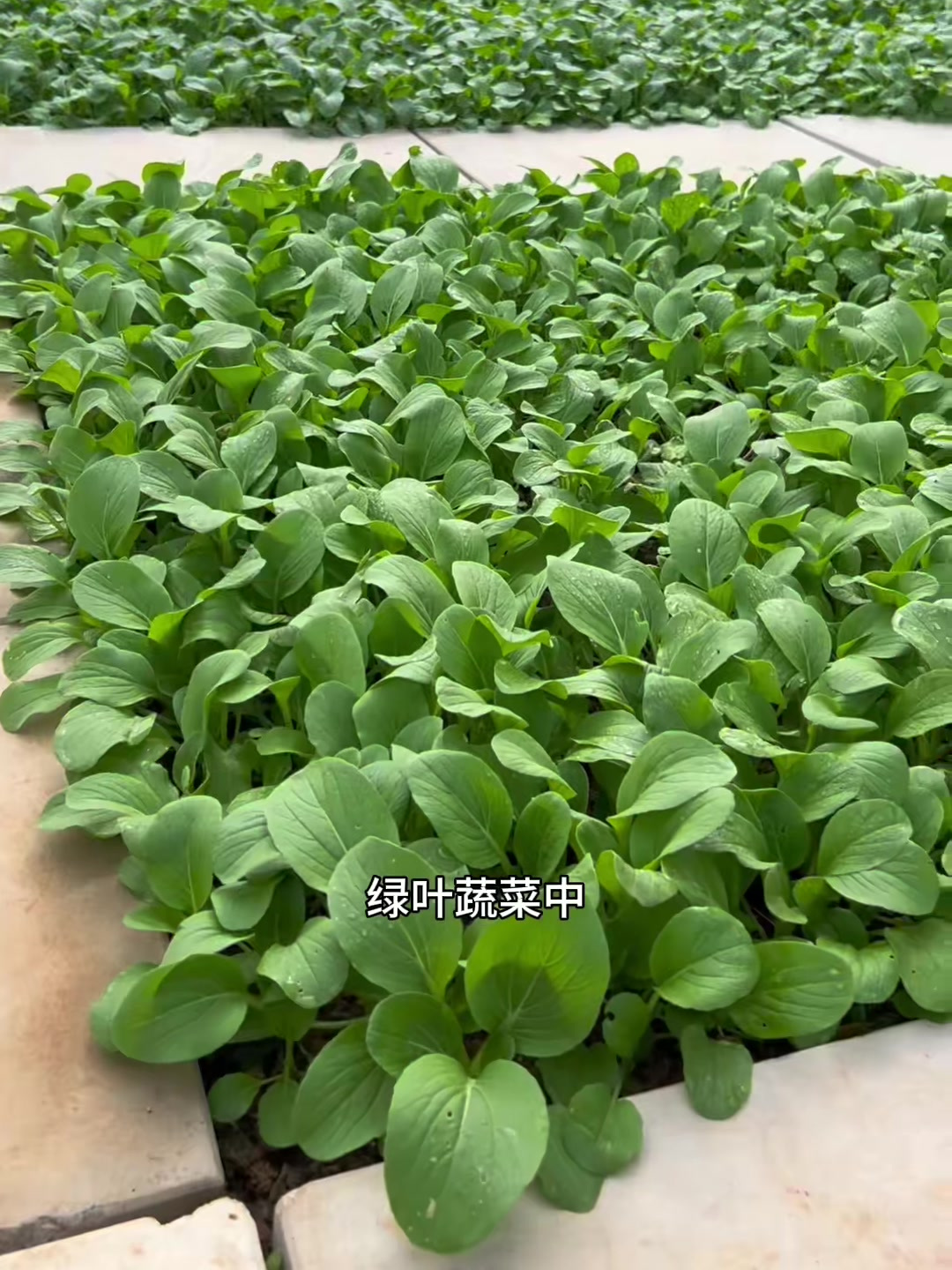 别忘了种上这个好吃的鸡毛菜,播种20天就可采摘!