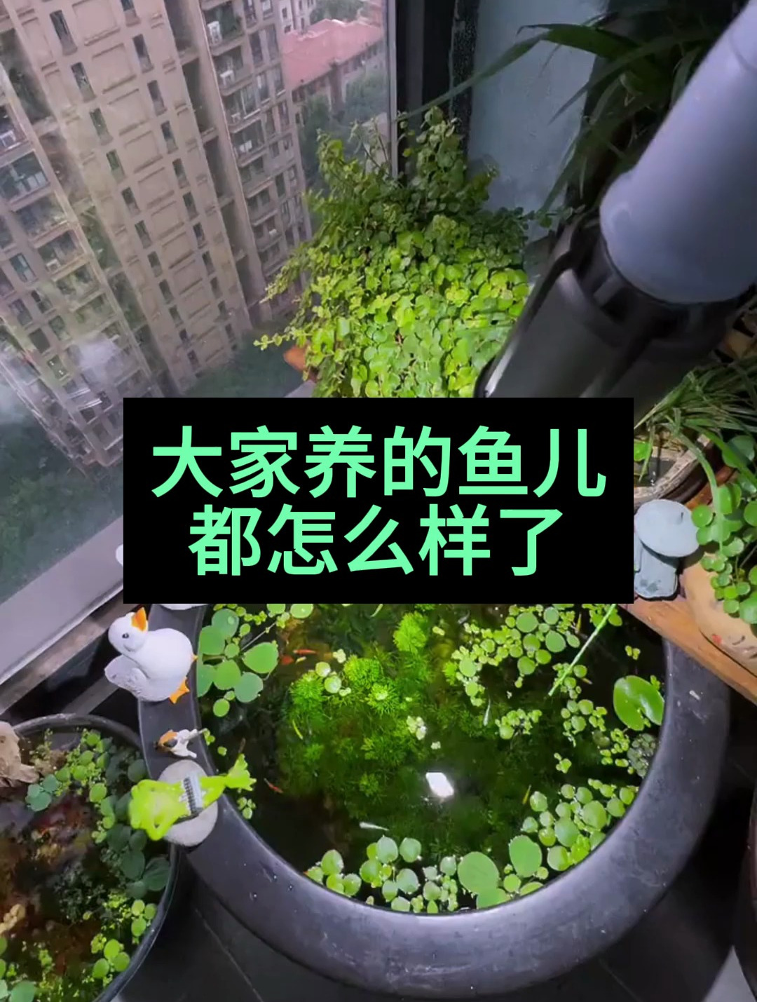 大家的鱼儿养的都怎么样了?是跟视频里的一样吗!