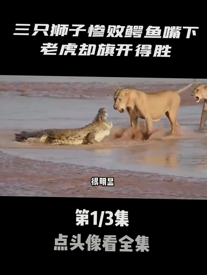 三只狮子惨败鳄鱼嘴下,老虎却旗开得胜,狮子和老虎谁更胜一筹?