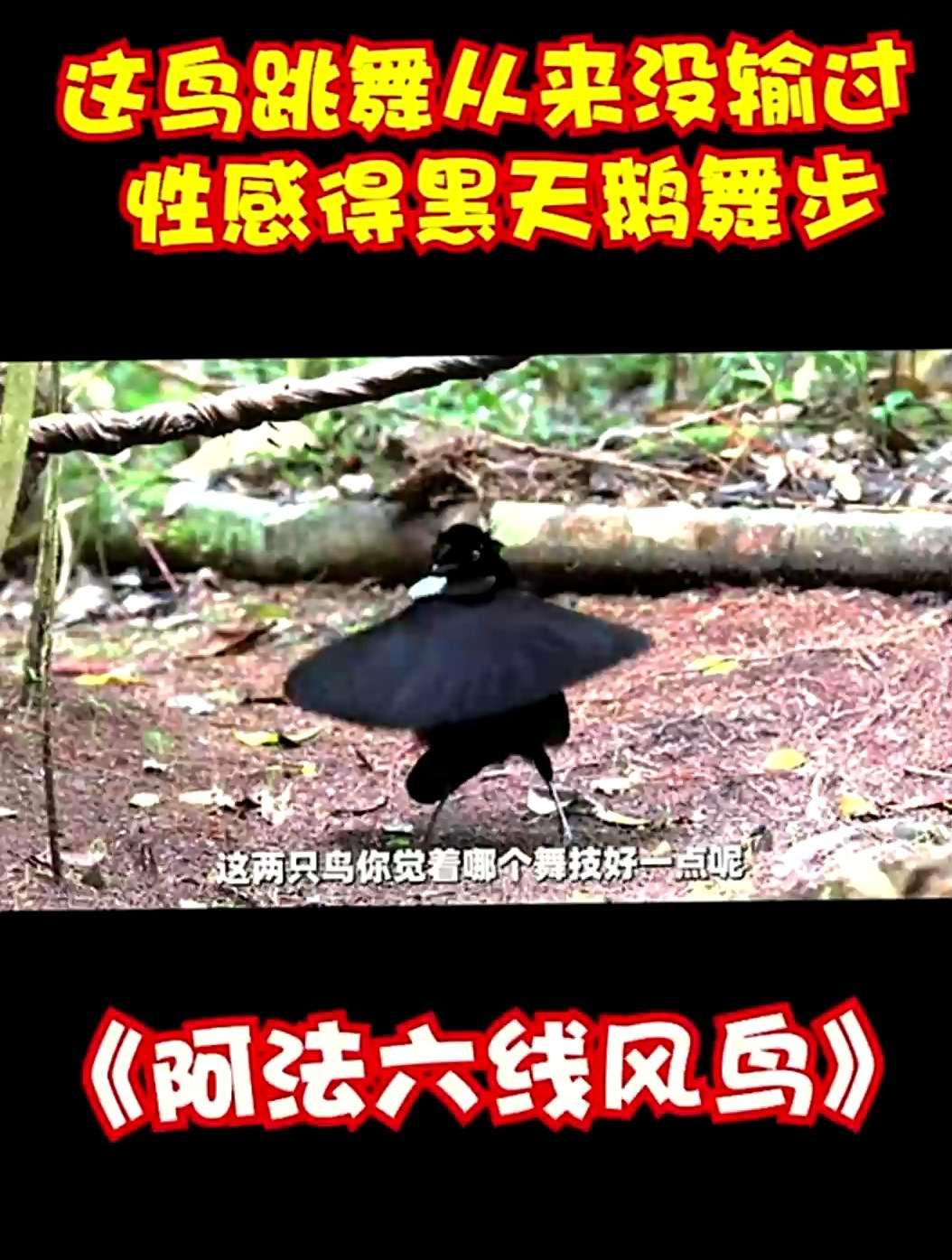 会跳小天鹅的鸟,这求偶方式也挺别致