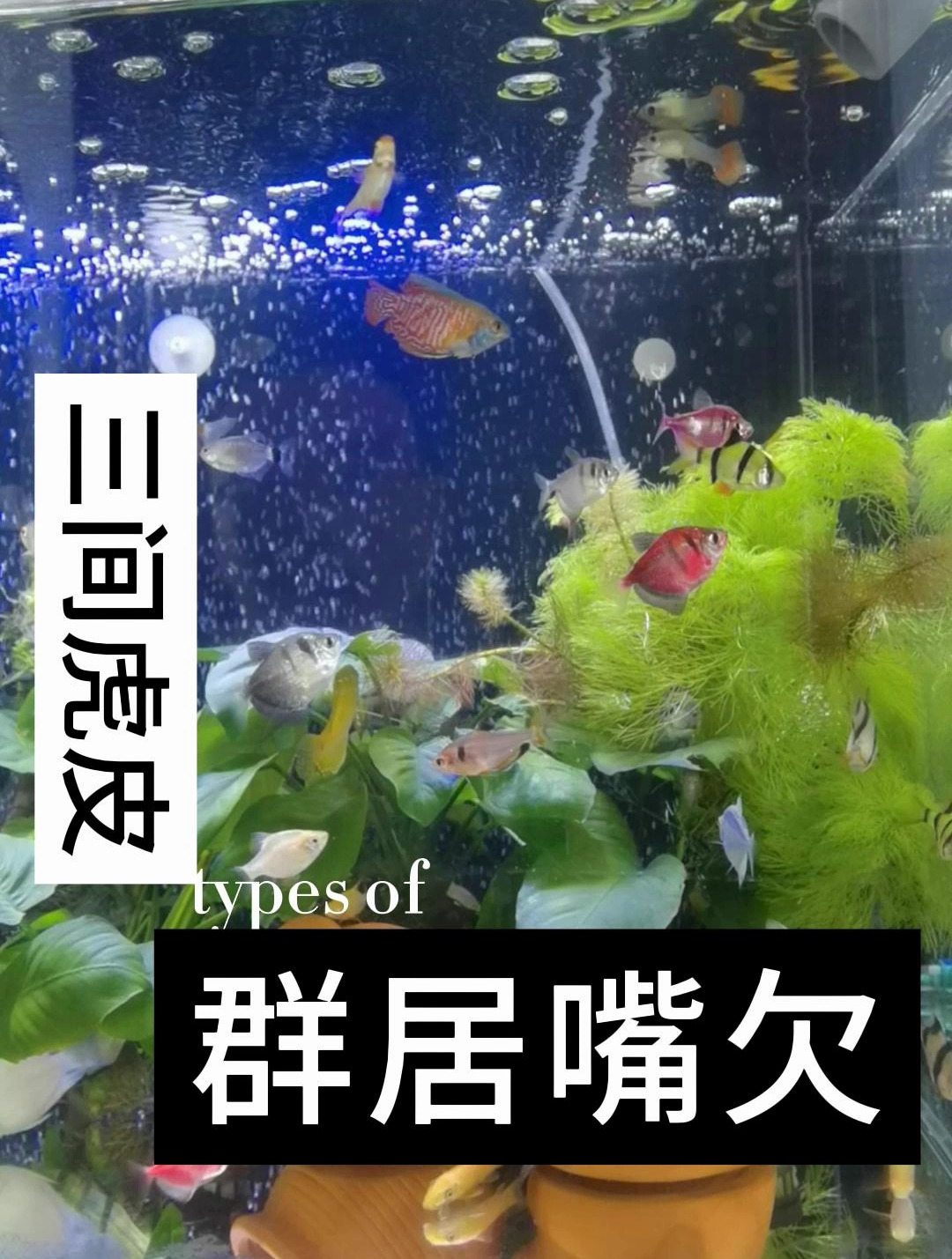 虎皮鱼是鲤科、无须魮属鱼类。体长4-6厘米,体高侧扁略呈卵圆形