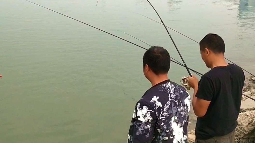 江河野钓这样挂虾,鳜鱼翘嘴红尾上不停,经典矶竿串钩钓法!