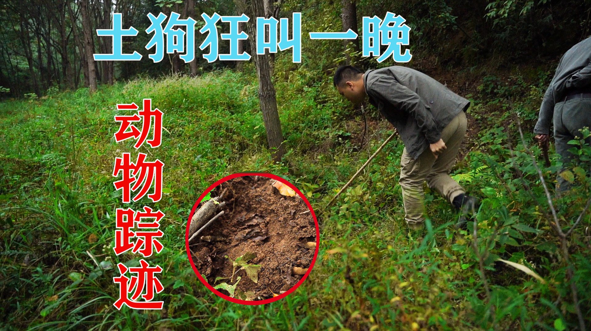 土狗狂叫一晚,天亮后主人带5条狗进山,这动物踪迹到底是什么?