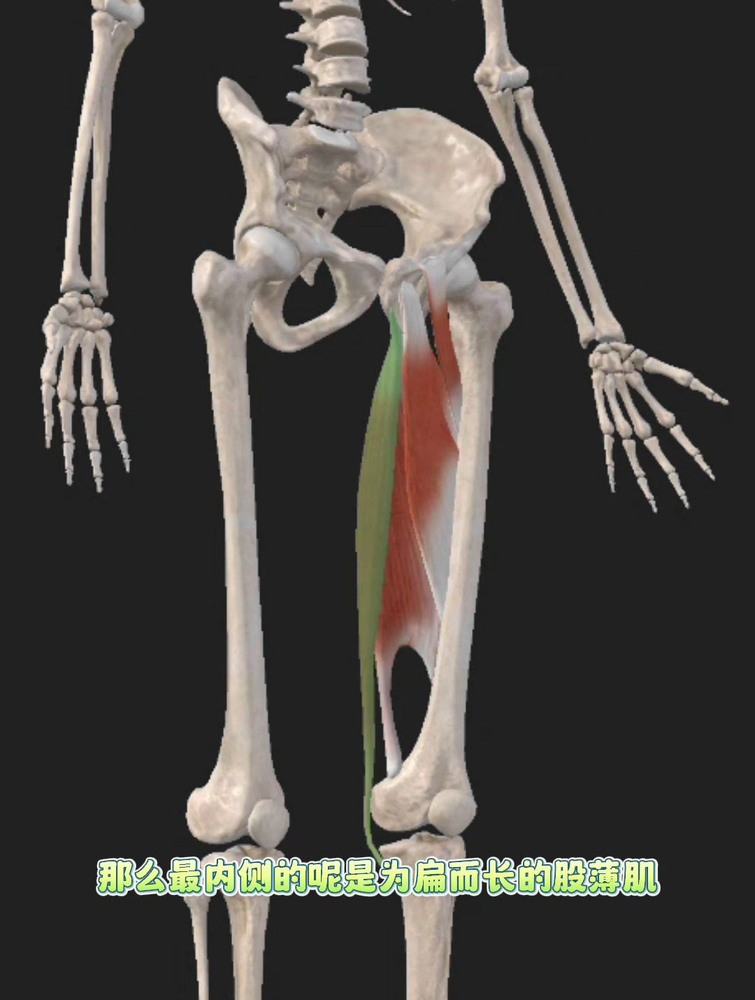 大腿内收肌群,包括5块肌肉,你知道有哪几块吗