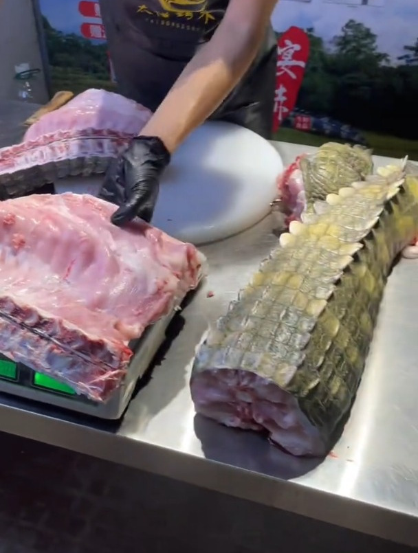 鳄鱼养殖场鳄鱼肉鳄鱼活体