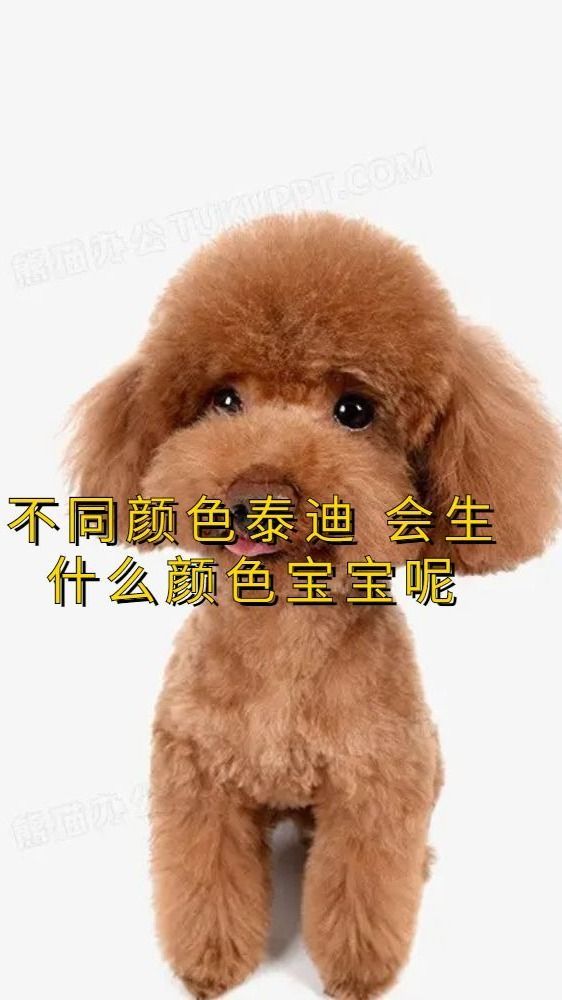不同颜色的泰迪狗 都会生什么颜色宝宝呢