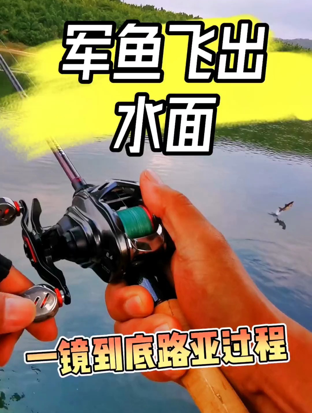 小鱼也有大力道,这一次看看淡水的军鱼,一镜到底
