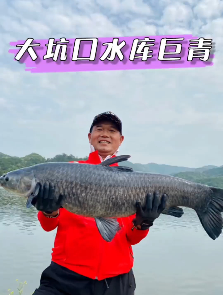 用螺蛳钓大青鱼,黑漂的那一瞬间,是多少钓鱼人梦寐以求的时刻