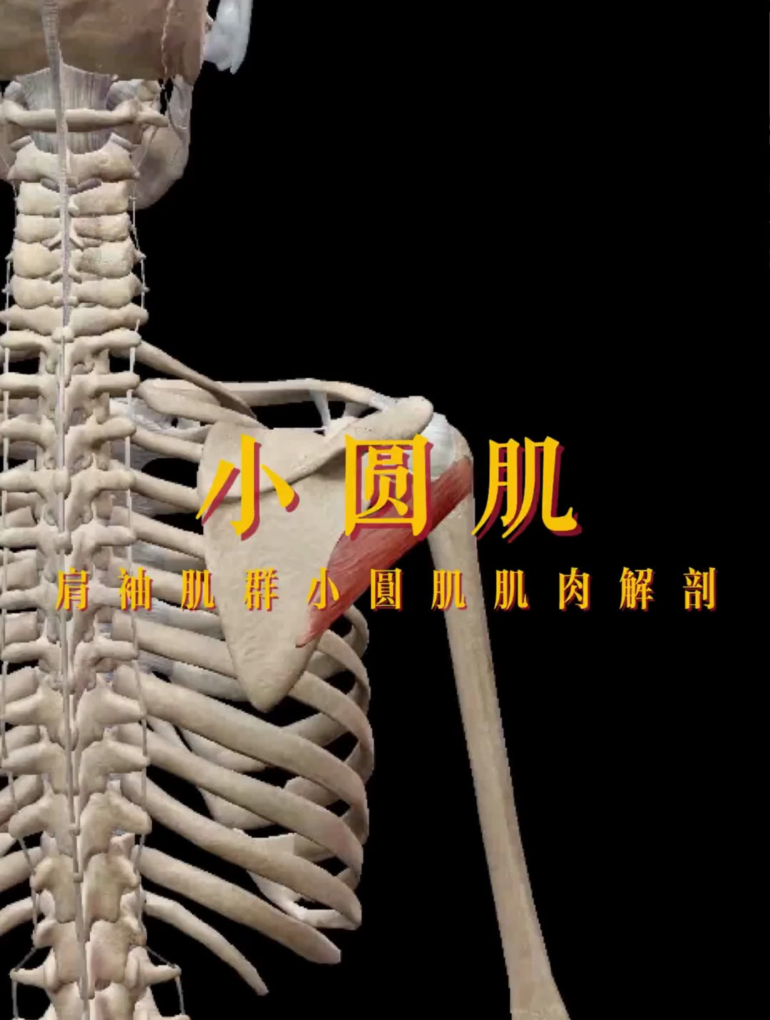 小圆肌的肌肉解剖