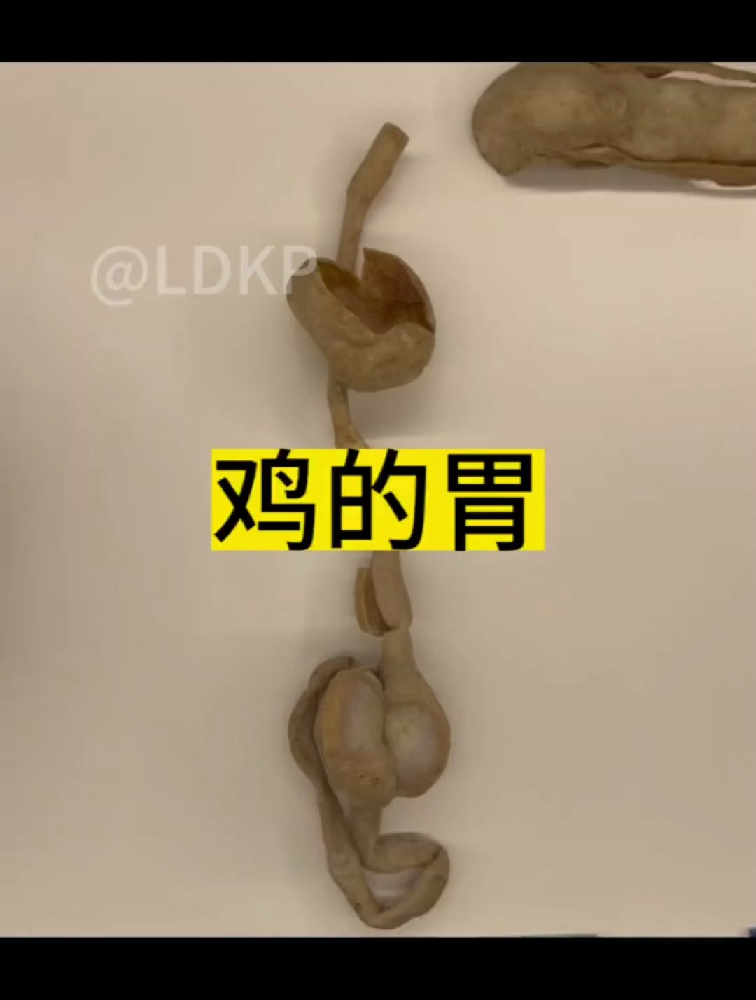 郡肝其实是鸡的胃