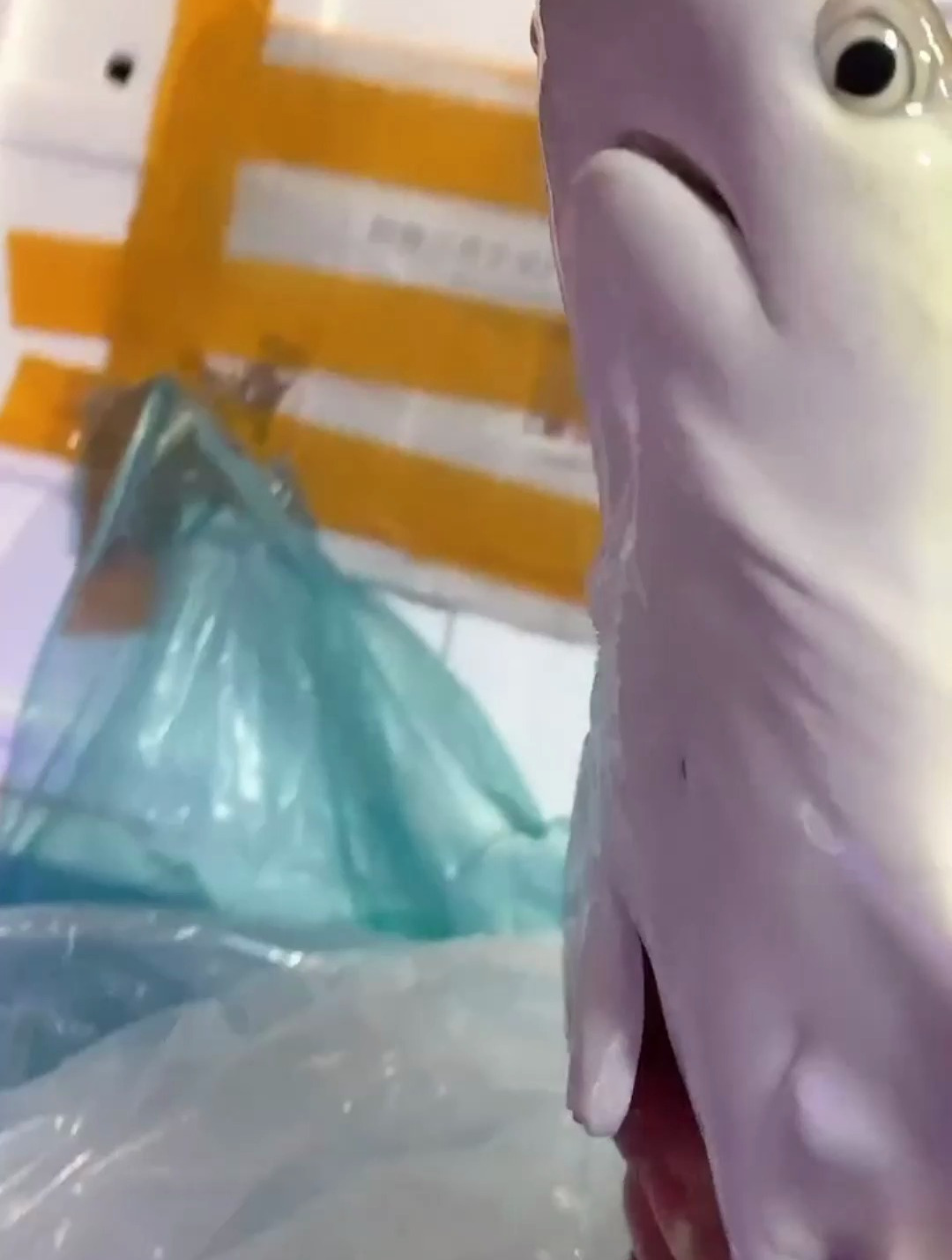 第一次发现鲨鱼正面这么可爱喜欢么?