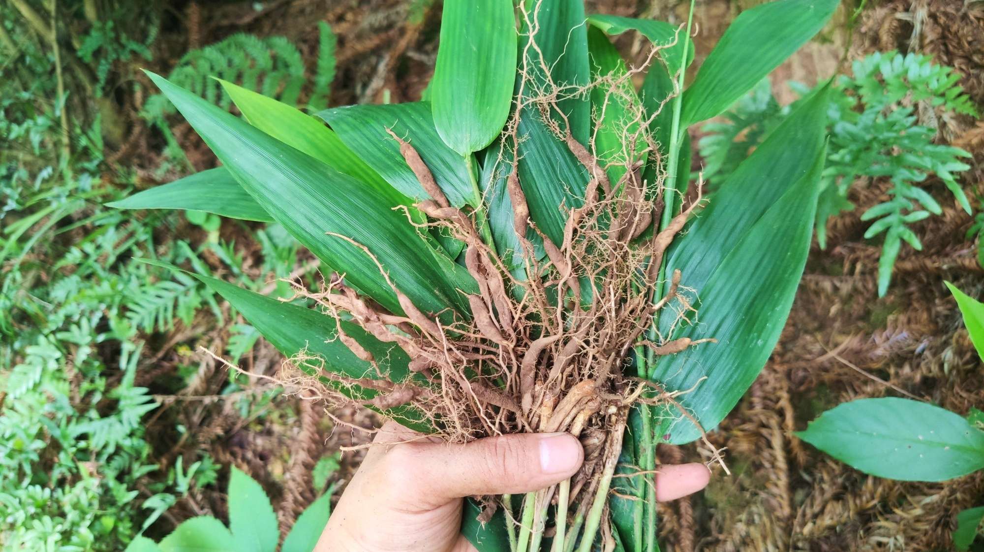 山鸡米:一种神奇的植物,很像竹子却不是竹子,煲糖水的好材料