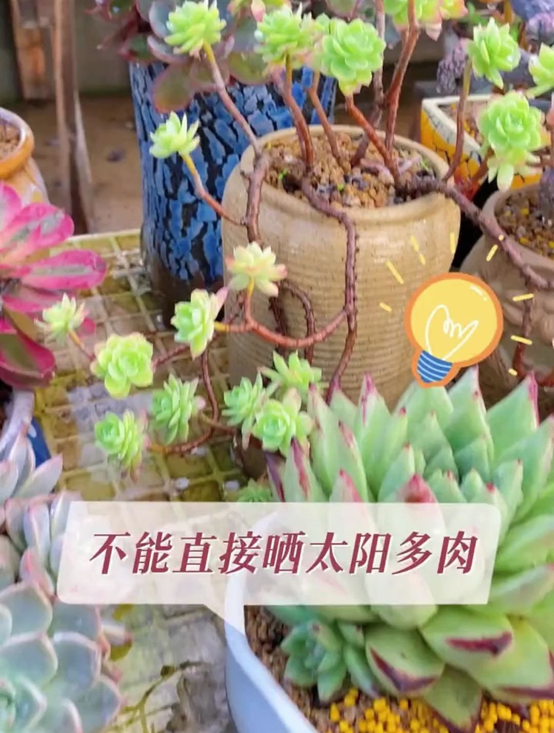 这几款不能直晒太阳的多肉,你一定要知道!多肉_ 多肉植物