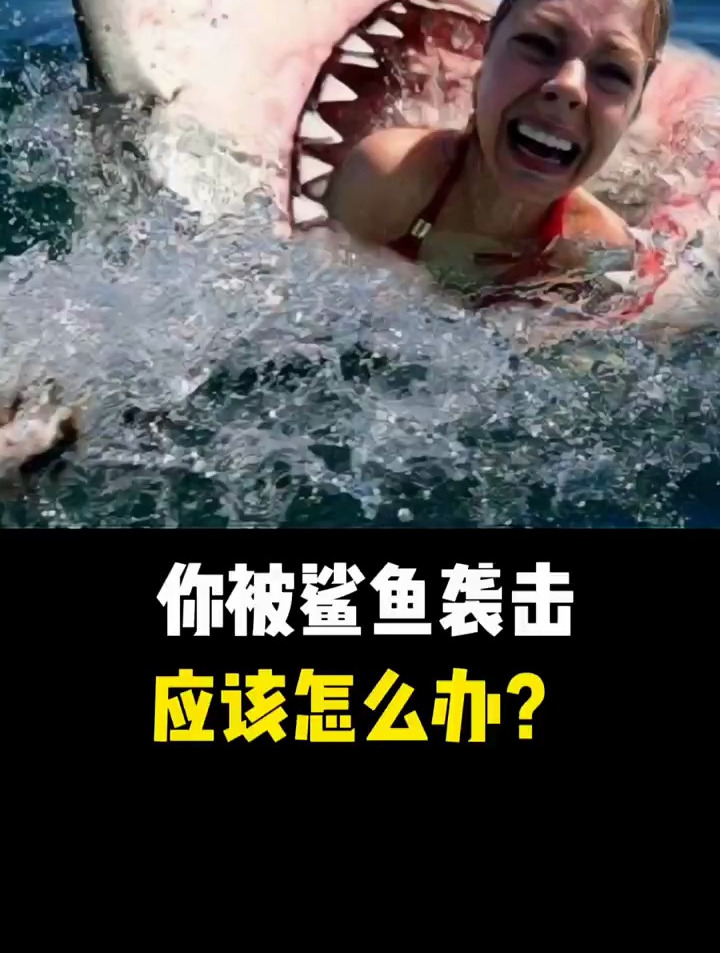 你被鲨鱼袭击应该怎么办?