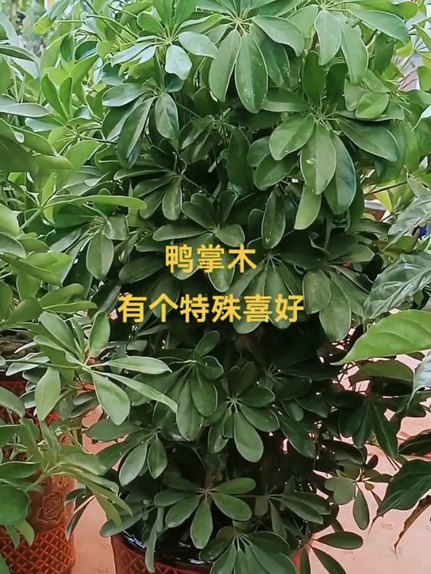 鸭掌木有个特殊喜好,只有酸性土壤满足了,它才能长得好