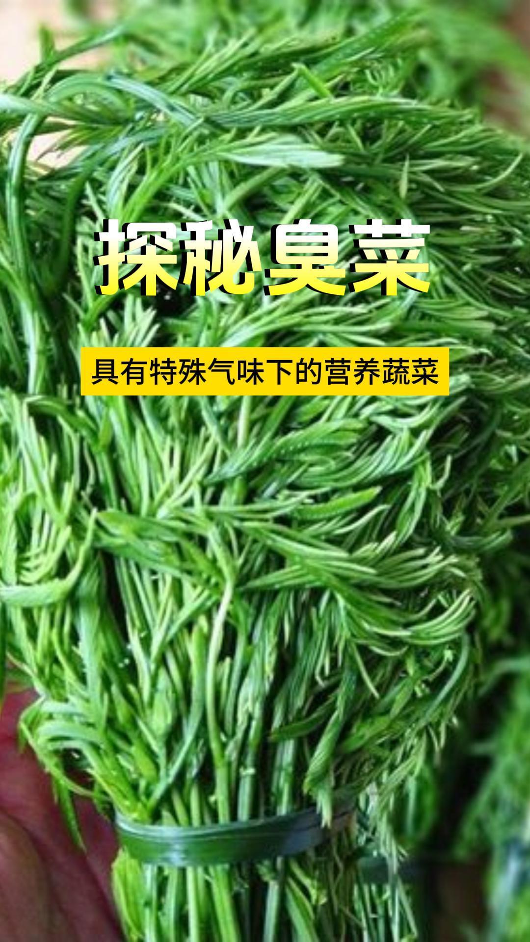 探秘臭菜:具有特殊气味下的营养蔬菜