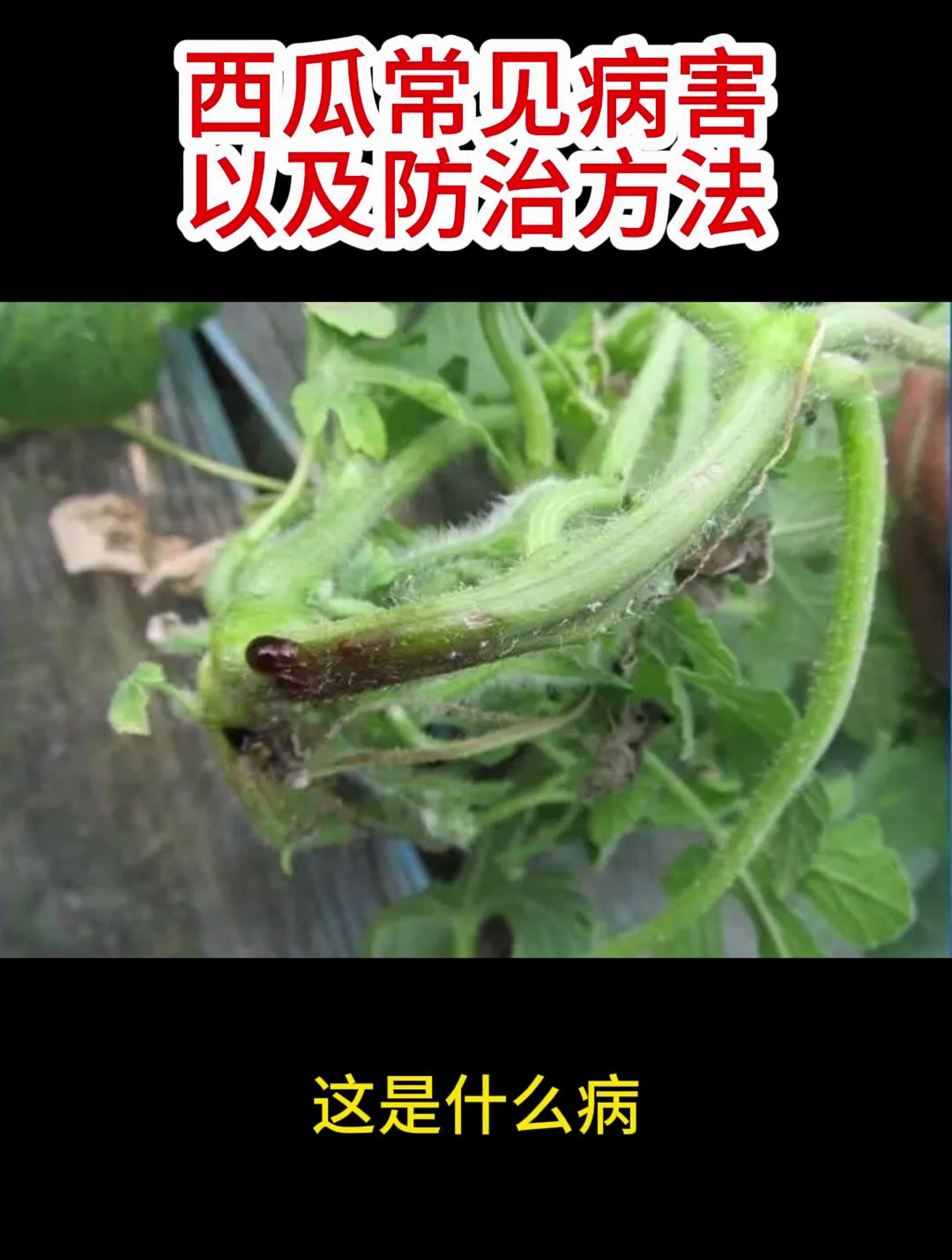 西瓜常见病害以及防治方法