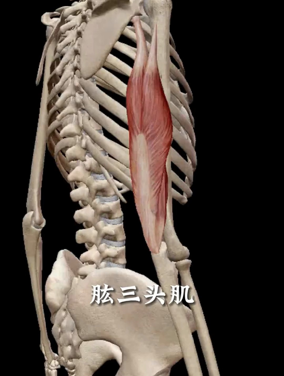 解读人体结构——肱三头肌 手臂痛的注意了