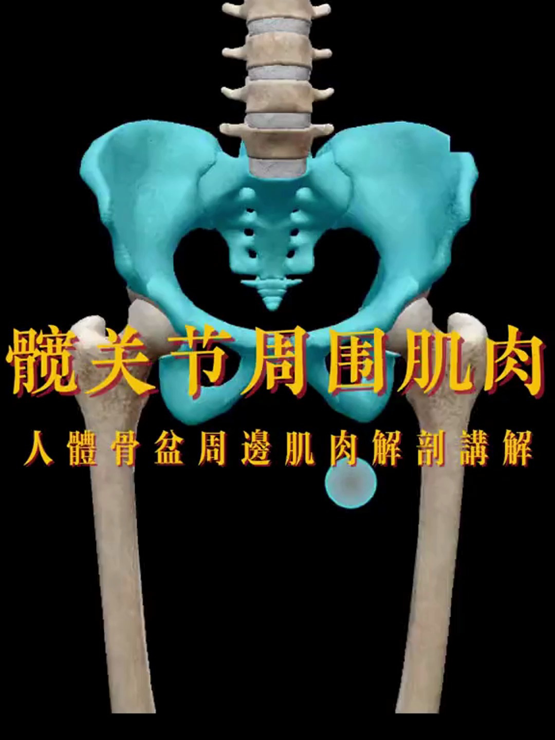 骨盆周边肌肉解剖