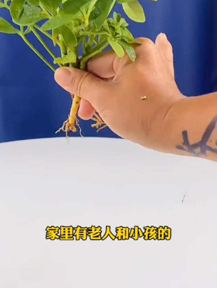 七叶莲又叫鸭脚木，能赏花能泡酒，养护简单好寓意
