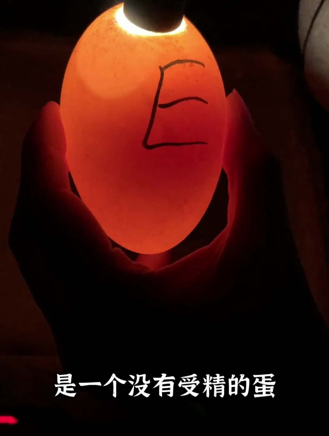 狮头鹅蛋的孵化过程!