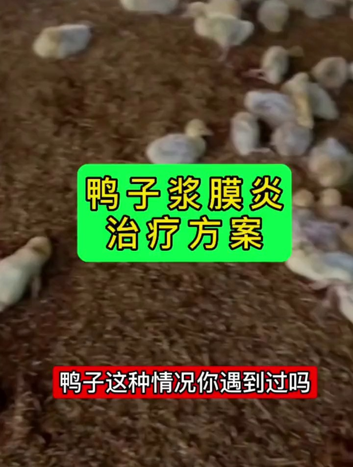 鸭子瘫痪,软脚,拉白色粪便,浆膜炎,怎样治疗及预防