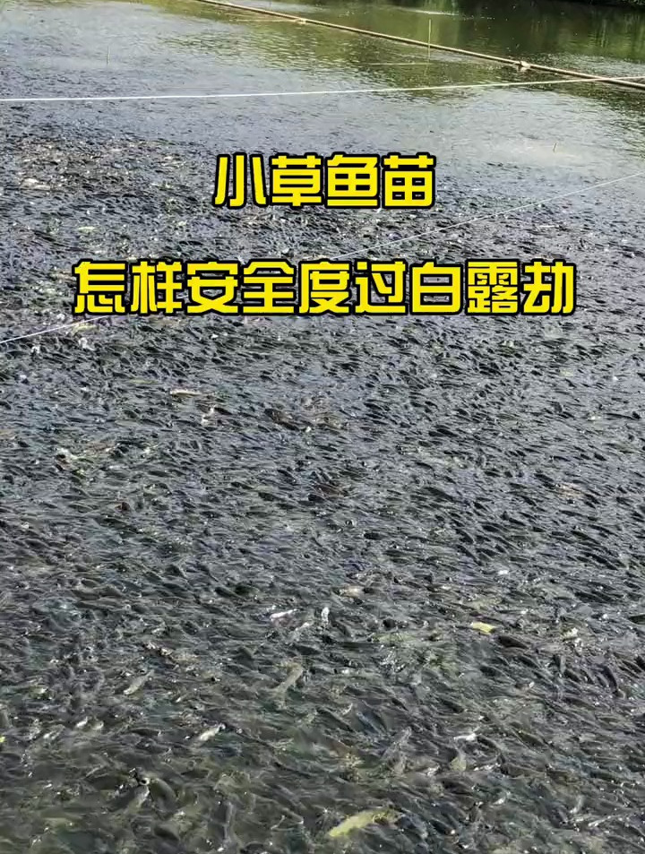 白露增强体质是关键,这个套餐一套可以拌100-120斤饲料!