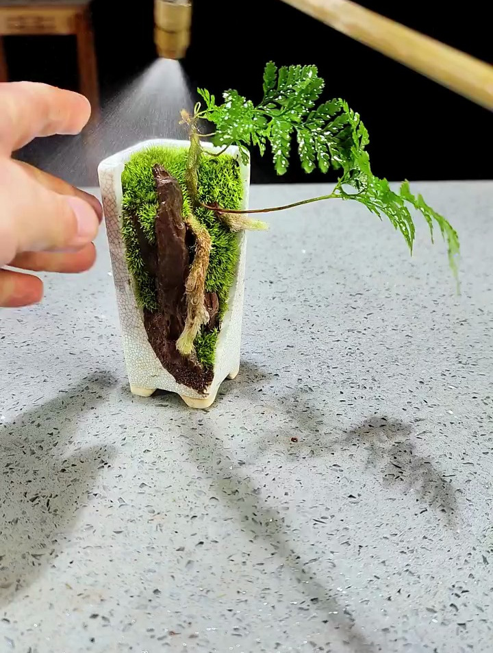 没烂花盆,切了!水陆缸造景 苔藓微景观 沐石水景