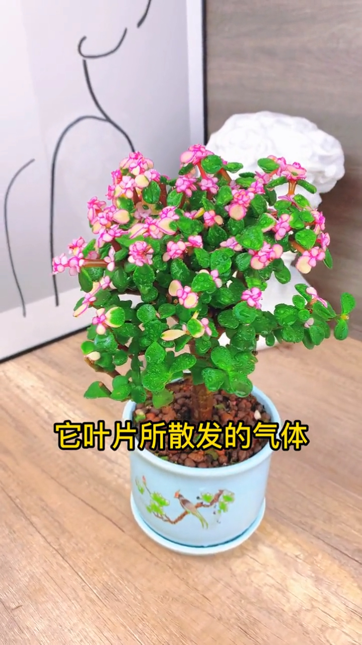金枝玉叶是高贵的多肉植物,粉色叶片纯洁好看。公主御用花卉