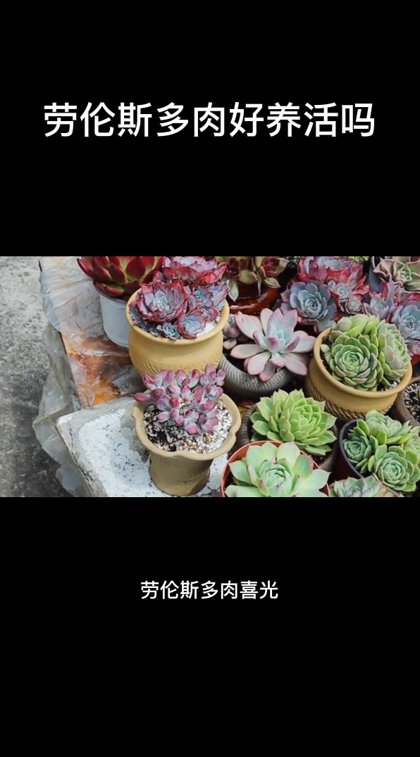 劳伦斯多肉好养活吗