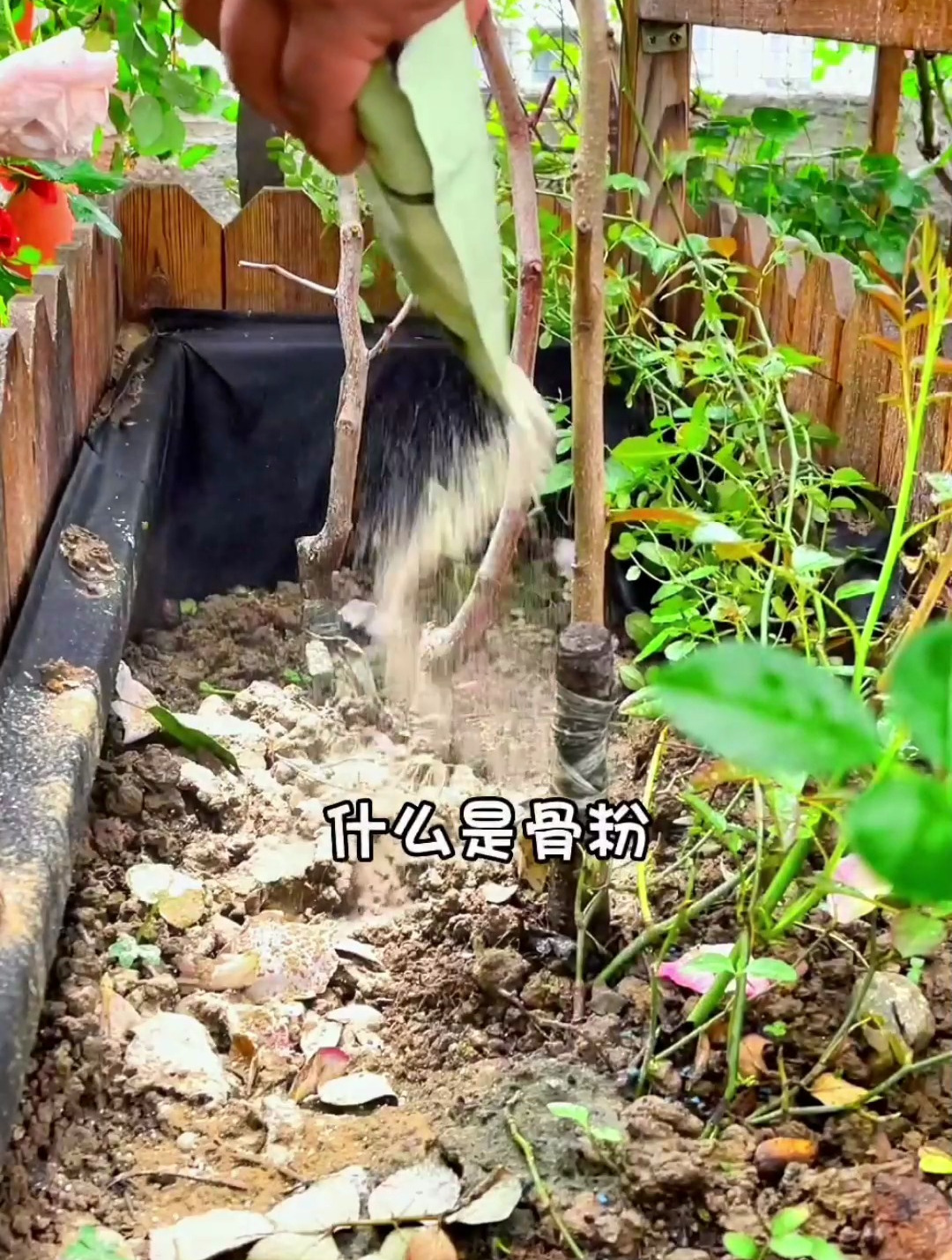 养花必备的骨粉是什么做的?养花人必备的肥料,尤其冬天最适合