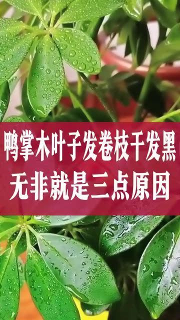 鸭掌木叶子发卷枝干发黑,无非就是这三点原因