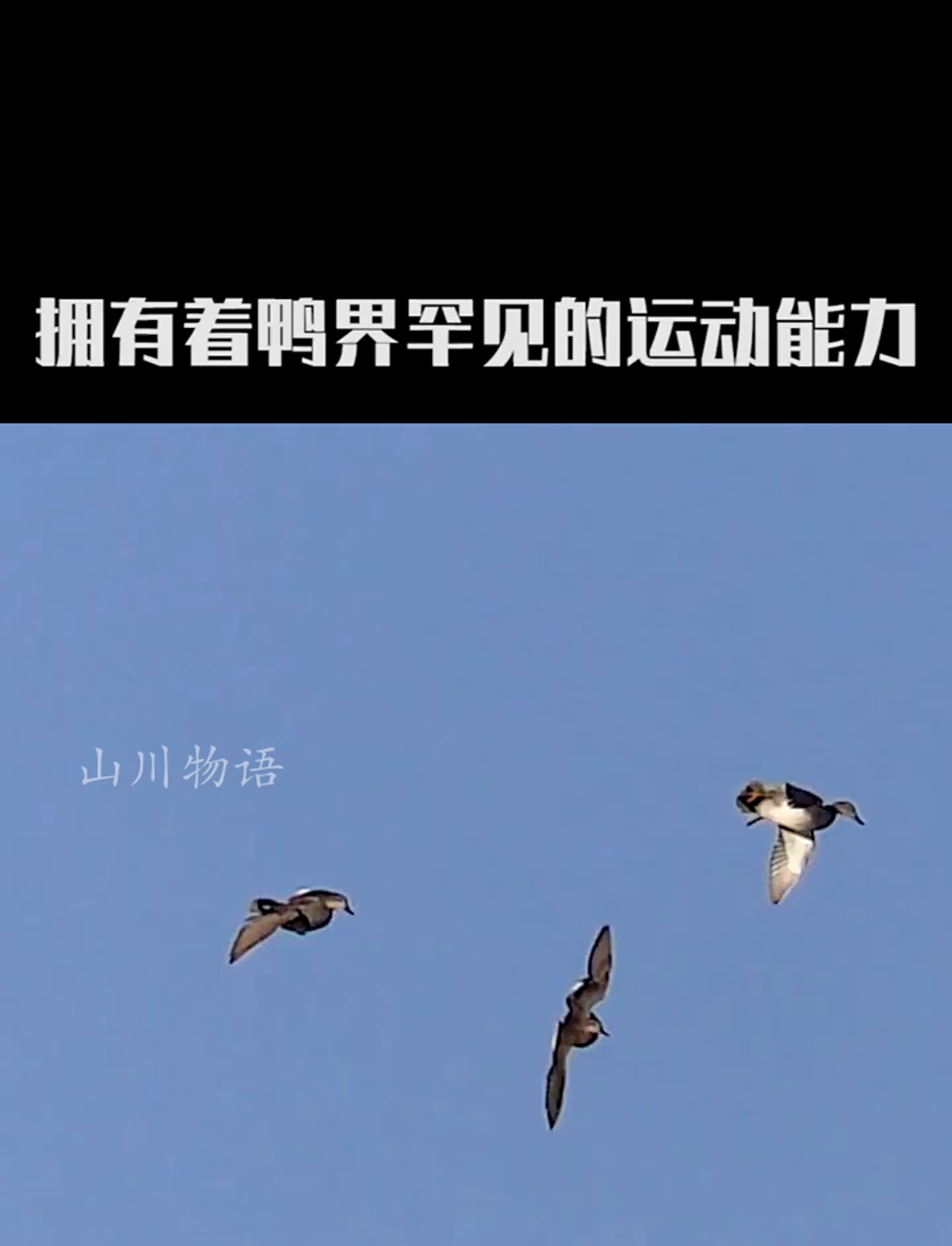 绿头潜鸭,水里游的萌宠