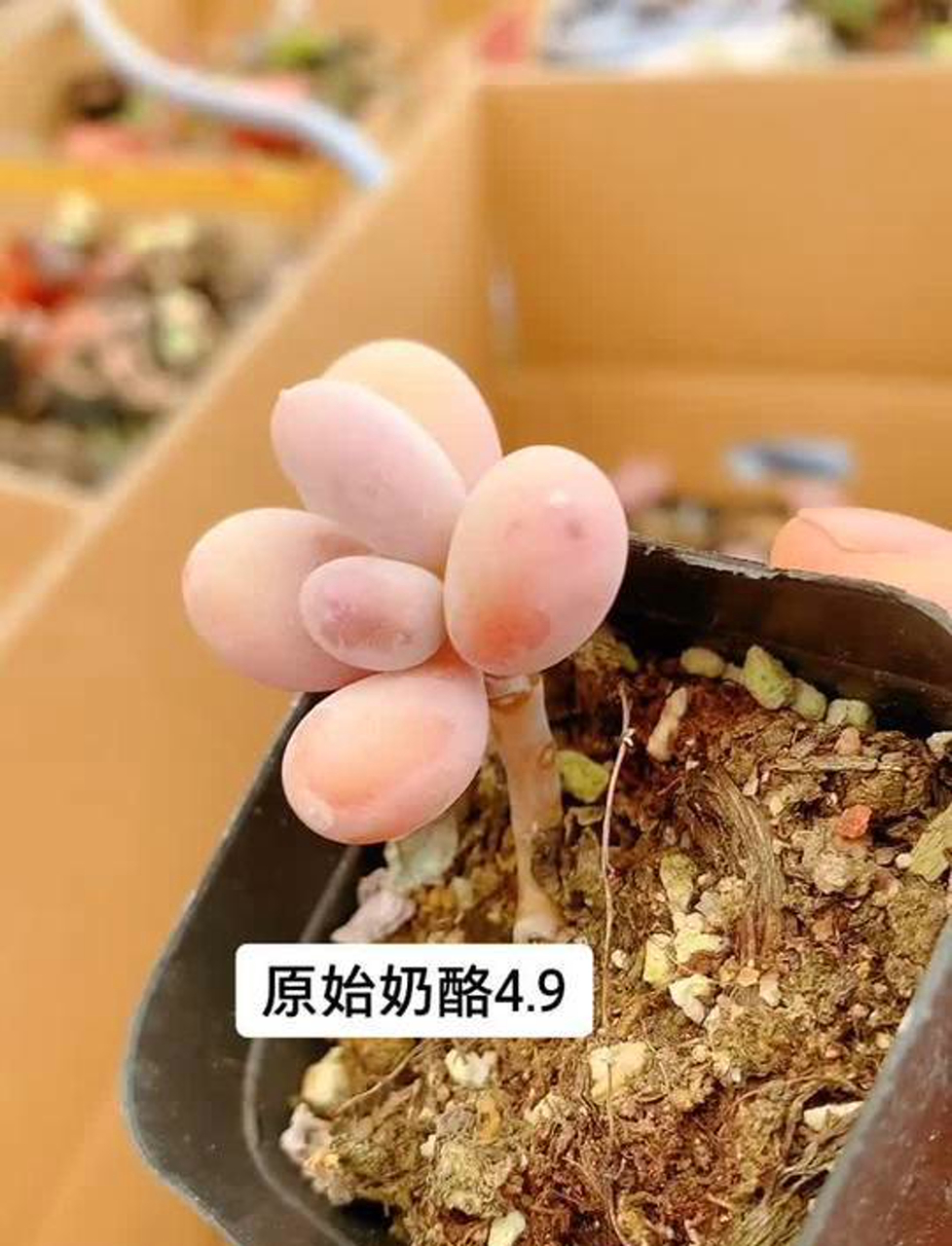 纯手工奶酪风味的多肉植物,自然又可爱!