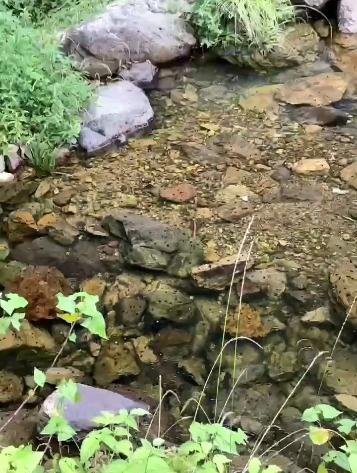 山间小溪清澈见底的水,到处都能看到石斑鱼