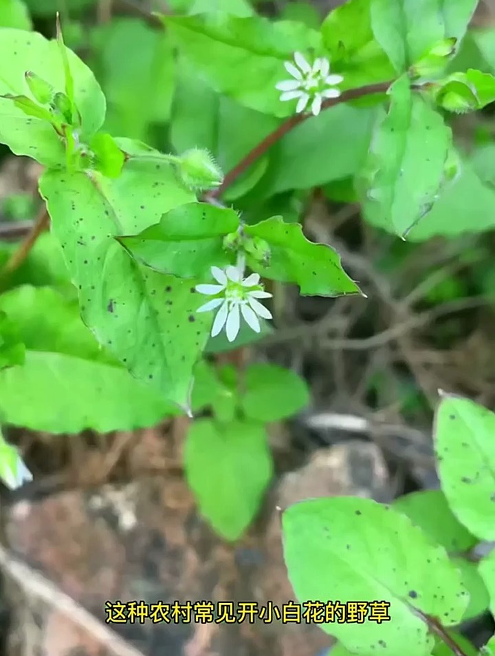 农村常见的鹅肠菜,你见过吗?